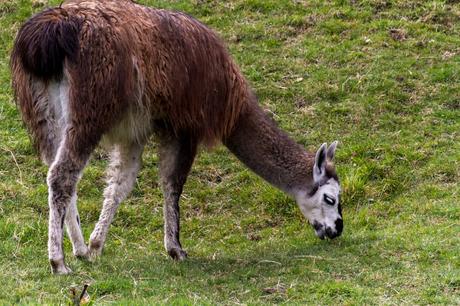 Parque Nacional Cayambe Coca: Lagunas y cascadas