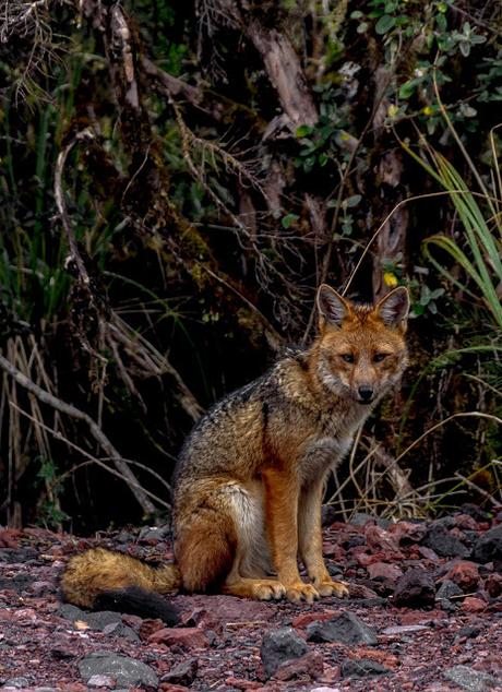Parque Nacional Cayambe Coca: Lagunas y cascadas