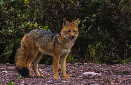 Parque Nacional Cayambe Coca: Lagunas y cascadas
