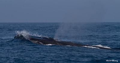 Vete a ver la ballena