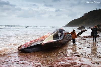 Vete a ver la ballena