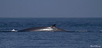 Vete a ver la ballena