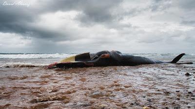 Vete a ver la ballena