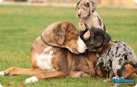 American-Leopard-Hound-entre-las-razas-de-perros-mas-bonitos