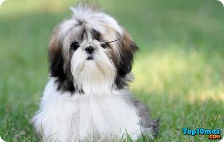 Shih-Tzu-entre-las-razas-de-perros-mas-bonitos