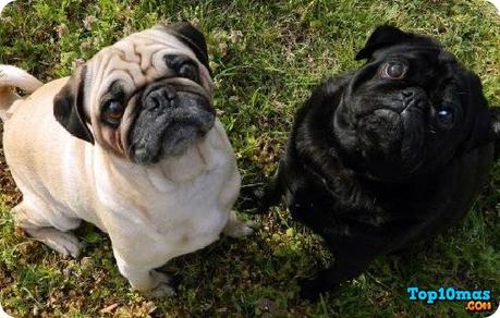 Pug Pug-entre-las-razas-de-perros-mas-bonitos