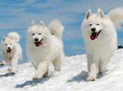perro Samoyedo