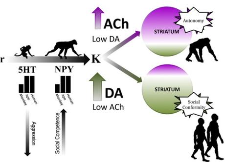 La neuroquímica es la causante de la monogamia humana