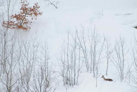 Nieve dura. Nieve blanda