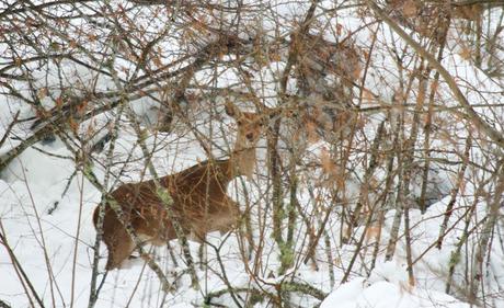 Nieve dura. Nieve blanda