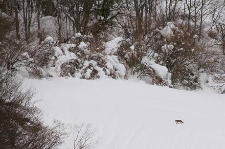 Nieve dura. Nieve blanda