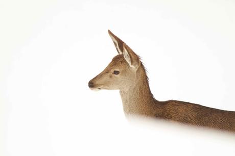 Nieve dura. Nieve blanda