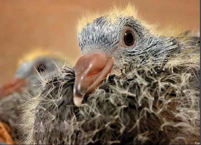 Pichón de paloma. ¿Dónde estas? (Columba Livia).