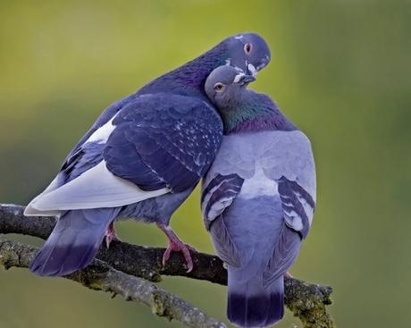 Pichón de paloma. ¿Dónde estas? (Columba Livia).