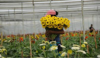 PREPARADOS FLORICULTORES MEXIQUENSES PARA EL DÍA DEL AMOR Y LA AMISTAD