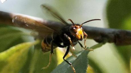 La avispa asiática que devora a las abejas en España