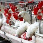 Francia da la espalda a los huevos de gallinas criadas en jaulas