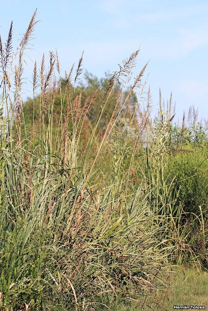 Paja colorada (Paspalum quadrifarium)