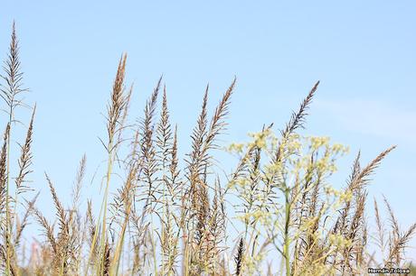 Paja colorada (Paspalum quadrifarium)