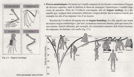 PROVES DE LA TEORIA EVOLUTIVA