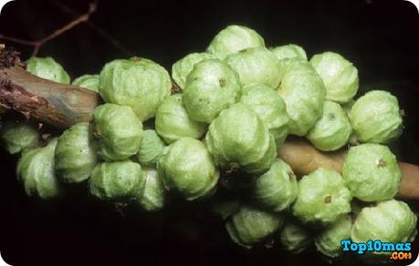 Jabuticaba-Plinia-cauliflora-top-10-frutas-raras-exoticas