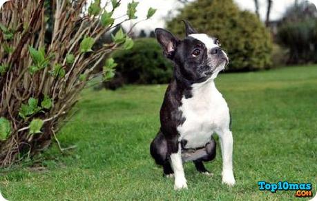 Boston-Terrier-entre-las-10-razas-de-perros-pequeños