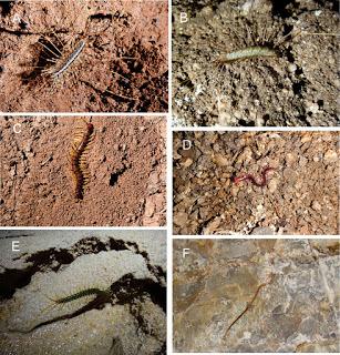 Gran trabajo sobre quilópodos en cuevas de Brasil