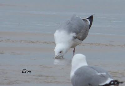 LA BELLA GAVIOTA CÁSPICA DE LAREDO