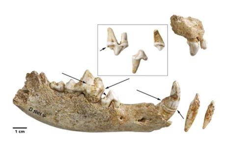 El vínculo entre humanos y perros es de hace 14.000 años