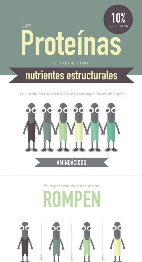 Preguntas y respuestas sobre los distintos tipos de proteínas Resultado de imagen de infografía proteínas