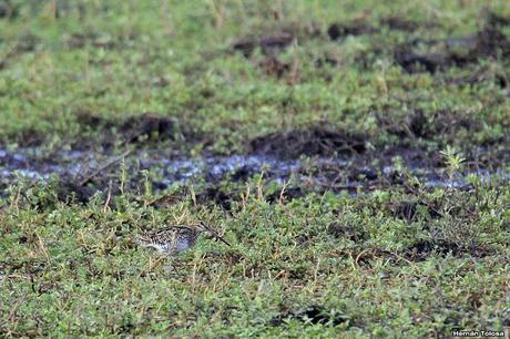 Censo Neotropical de Aves Acuáticas en Cañuelas (febrero 2018) Censo Neotropical de Aves Acuáticas en Cañuelas (febrero 2018)