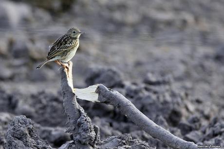 Censo Neotropical de Aves Acuáticas en Cañuelas (febrero 2018) Censo Neotropical de Aves Acuáticas en Cañuelas (febrero 2018)