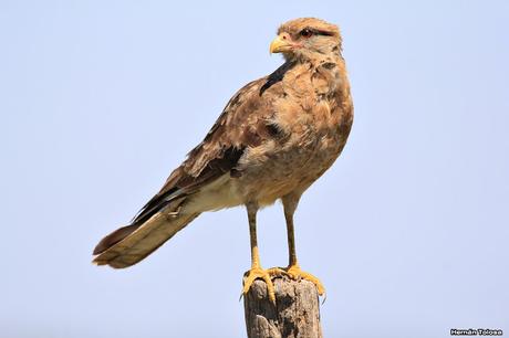 Censo Neotropical de Aves Acuáticas en Cañuelas (febrero 2018) Censo Neotropical de Aves Acuáticas en Cañuelas (febrero 2018)