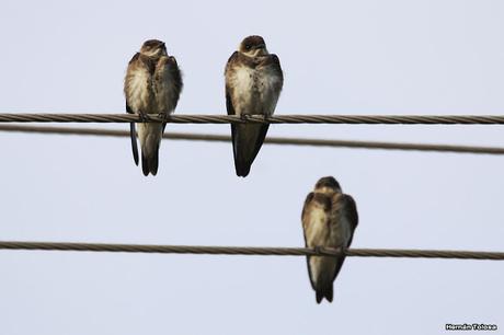 Censo Neotropical de Aves Acuáticas en Cañuelas (febrero 2018)