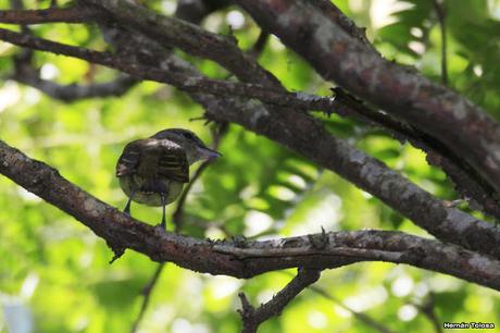 Censo Neotropical de Aves Acuáticas en Cañuelas (febrero 2018) Censo Neotropical de Aves Acuáticas en Cañuelas (febrero 2018)