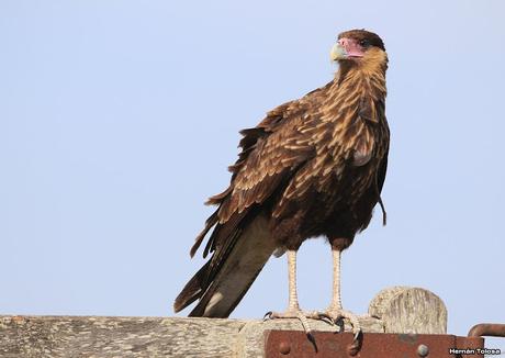 Censo Neotropical de Aves Acuáticas en Cañuelas (febrero 2018) Censo Neotropical de Aves Acuáticas en Cañuelas (febrero 2018)