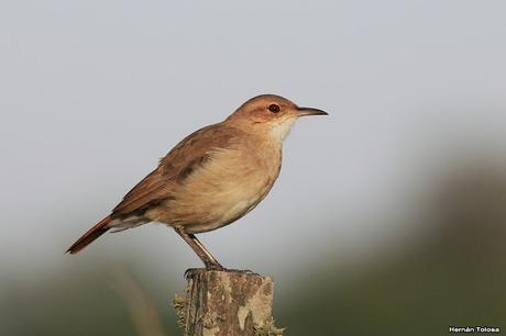 Censo Neotropical de Aves Acuáticas en Cañuelas (febrero 2018) Censo Neotropical de Aves Acuáticas en Cañuelas (febrero 2018)