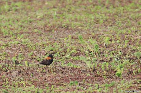 Censo Neotropical de Aves Acuáticas en Cañuelas (febrero 2018)