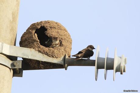 Censo Neotropical de Aves Acuáticas en Cañuelas (febrero 2018) Censo Neotropical de Aves Acuáticas en Cañuelas (febrero 2018)