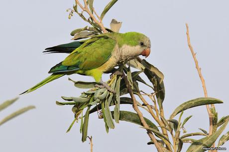 Censo Neotropical de Aves Acuáticas en Cañuelas (febrero 2018)