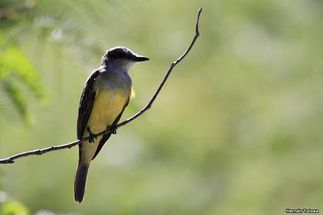 Censo Neotropical de Aves Acuáticas en Cañuelas (febrero 2018) Censo Neotropical de Aves Acuáticas en Cañuelas (febrero 2018)