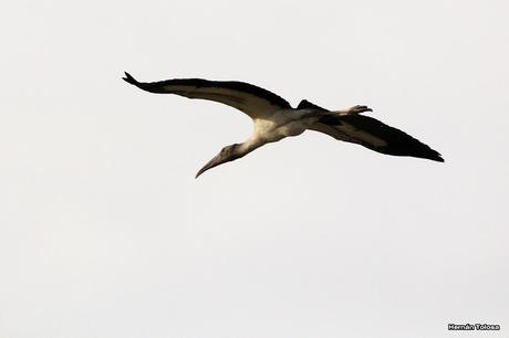 Censo Neotropical de Aves Acuáticas en Cañuelas (febrero 2018) Censo Neotropical de Aves Acuáticas en Cañuelas (febrero 2018)