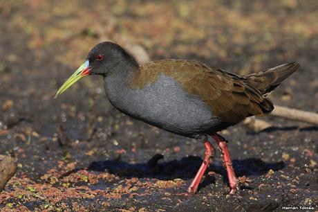 Censo Neotropical de Aves Acuáticas en Cañuelas (febrero 2018) Censo Neotropical de Aves Acuáticas en Cañuelas (febrero 2018)