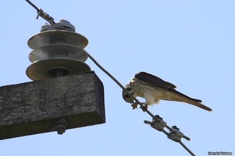 Censo Neotropical de Aves Acuáticas en Cañuelas (febrero 2018) Censo Neotropical de Aves Acuáticas en Cañuelas (febrero 2018)