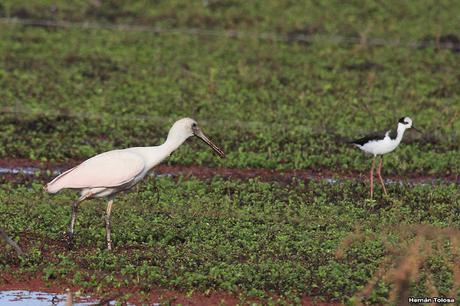 Censo Neotropical de Aves Acuáticas en Cañuelas (febrero 2018) Censo Neotropical de Aves Acuáticas en Cañuelas (febrero 2018)