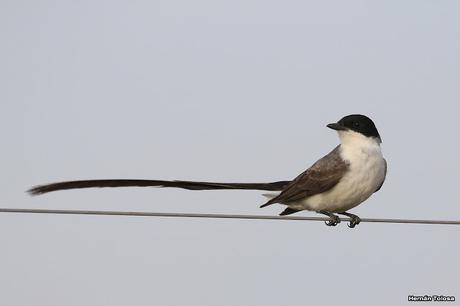 Censo Neotropical de Aves Acuáticas en Cañuelas (febrero 2018)
