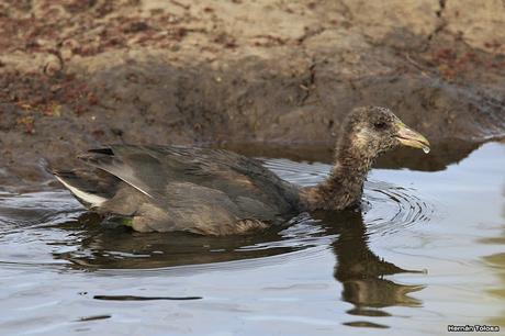 Censo Neotropical de Aves Acuáticas en Cañuelas (febrero 2018) Censo Neotropical de Aves Acuáticas en Cañuelas (febrero 2018)