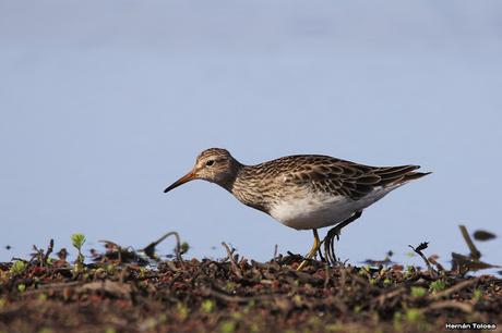 Censo Neotropical de Aves Acuáticas en Cañuelas (febrero 2018) Censo Neotropical de Aves Acuáticas en Cañuelas (febrero 2018)