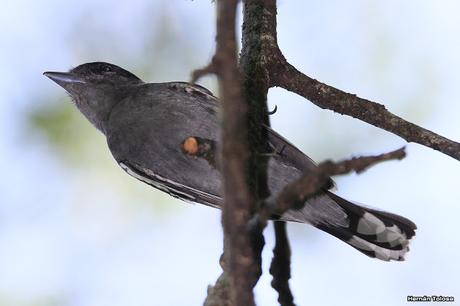 Censo Neotropical de Aves Acuáticas en Cañuelas (febrero 2018)