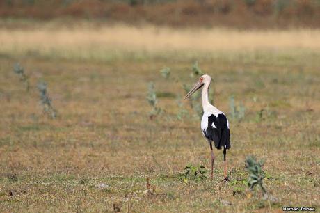 Censo Neotropical de Aves Acuáticas en Cañuelas (febrero 2018) Censo Neotropical de Aves Acuáticas en Cañuelas (febrero 2018)